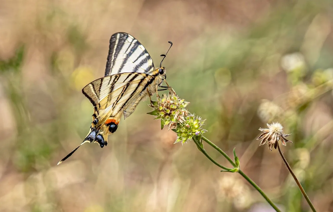 Stunning Striped Swallowtail Butterfly on a Wildflower in Meadow