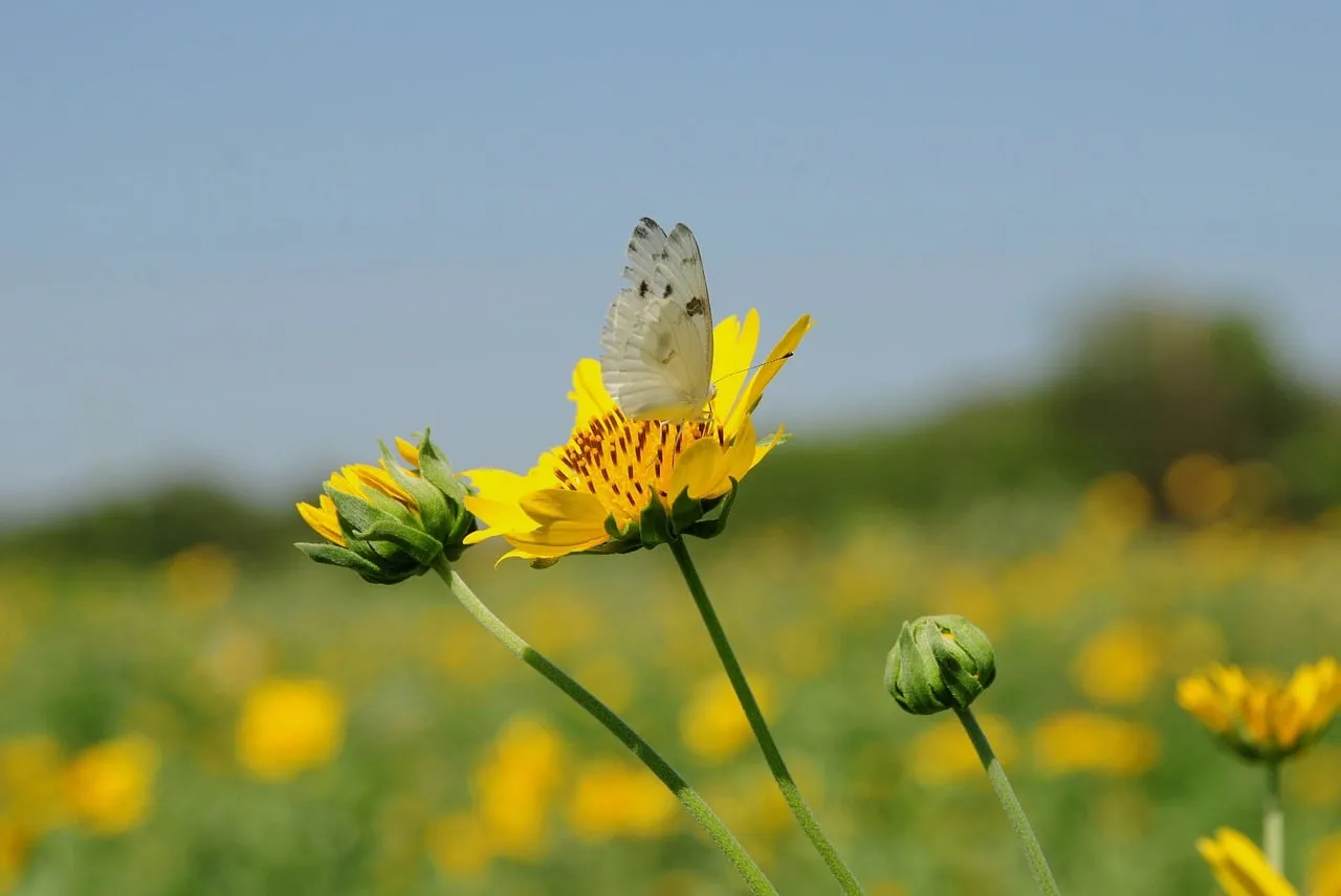 Vibrant Yellow Flower with White Butterfly