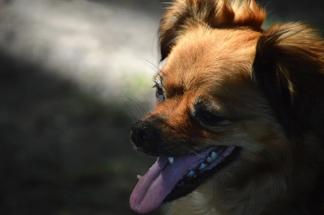 Charming Chihuahua-Pekingese Mix: Adorable Outdoor Portrait