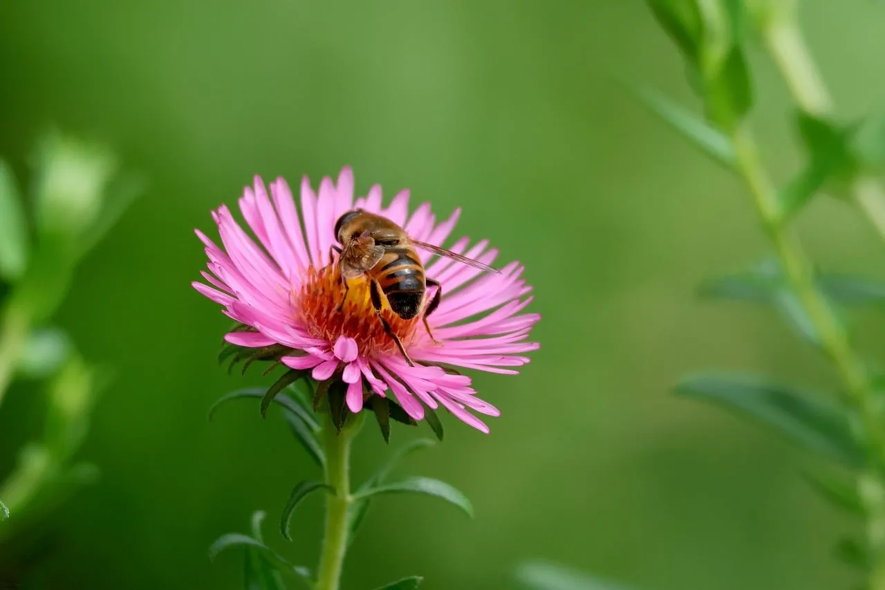 Vibrant Pollination: Bee on Pink Aster in Macro Detail