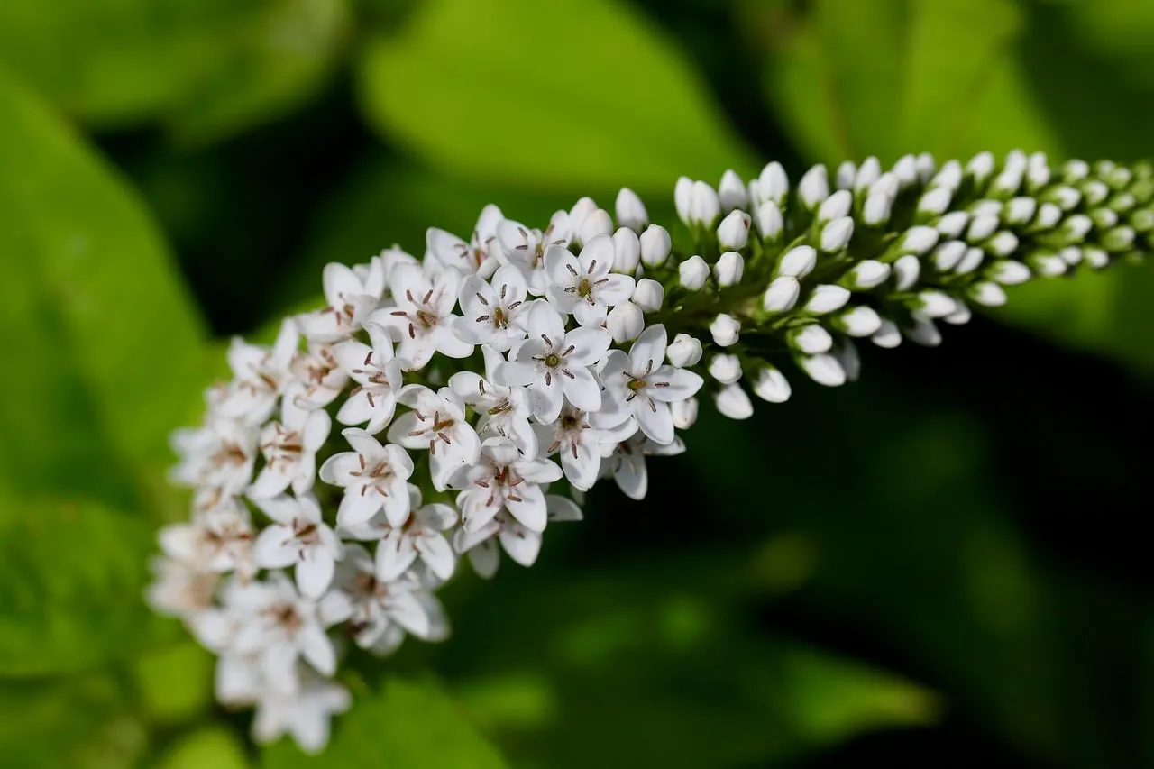 Stunning White Loosestrife: Delicate Petals on Vibrant Green