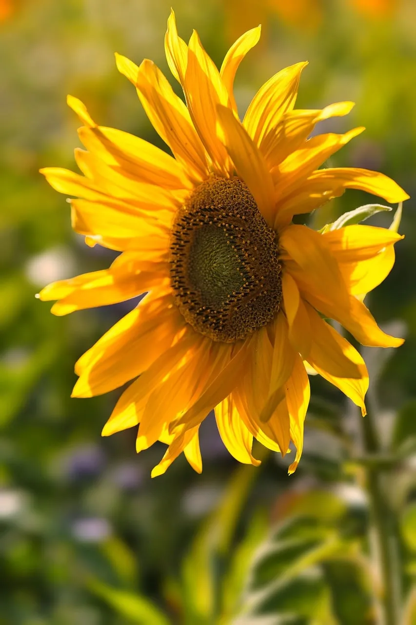 Vibrant Summer Beauty: Golden Sunflower in Full Bloom