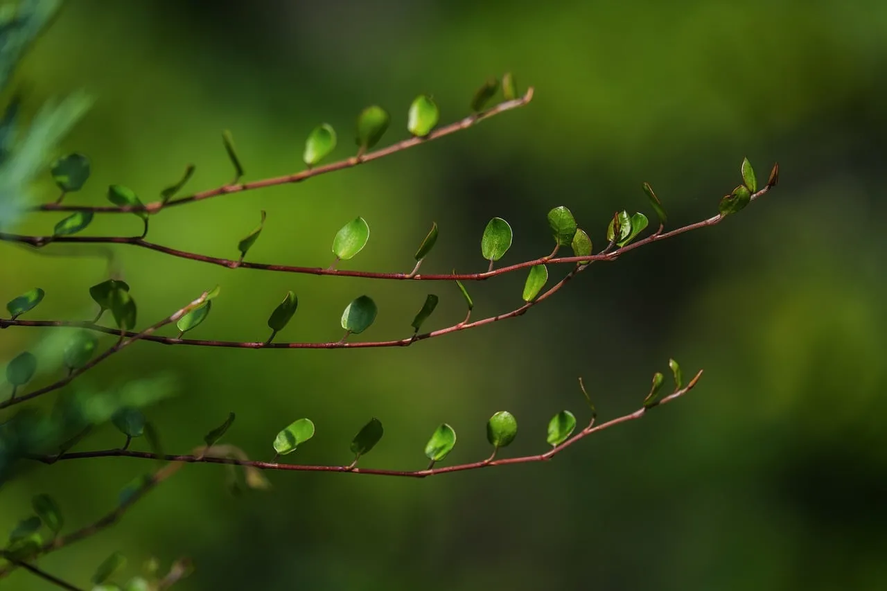 Vibrant Springtime Macro: Fresh Green Leaves on Branch