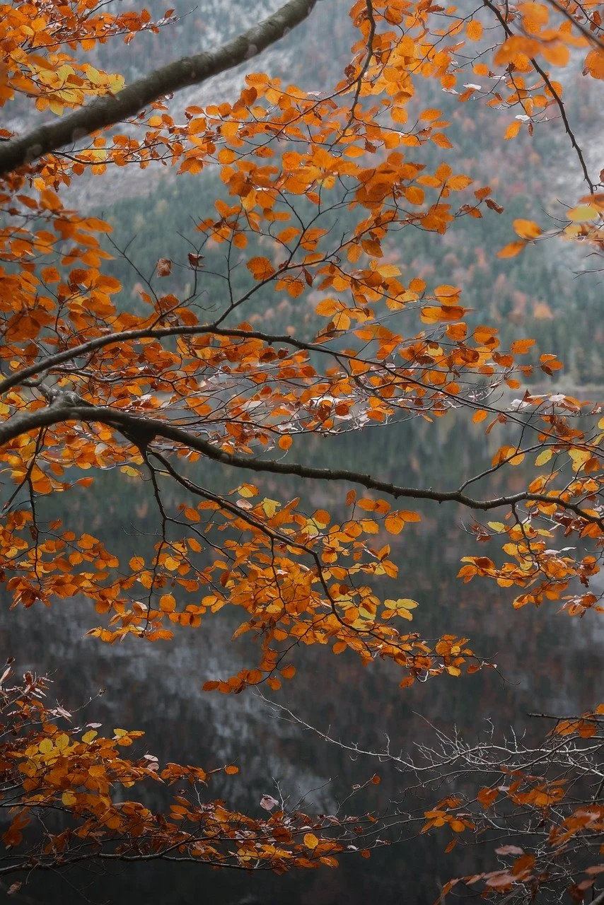 Golden Autumn Branches Gracefully Frame a Serene Mountain Lake