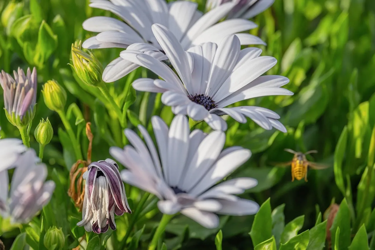 Vibrant Spring: Bee Buzzes Among Daisy Blossoms