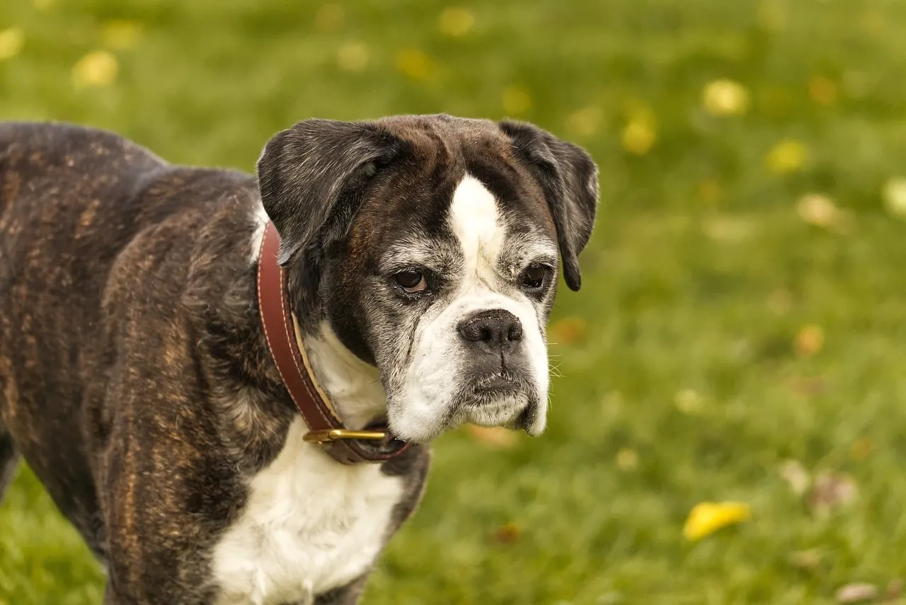 Majestic Old Boxer: Loyal Family Dog in Autumn Grass