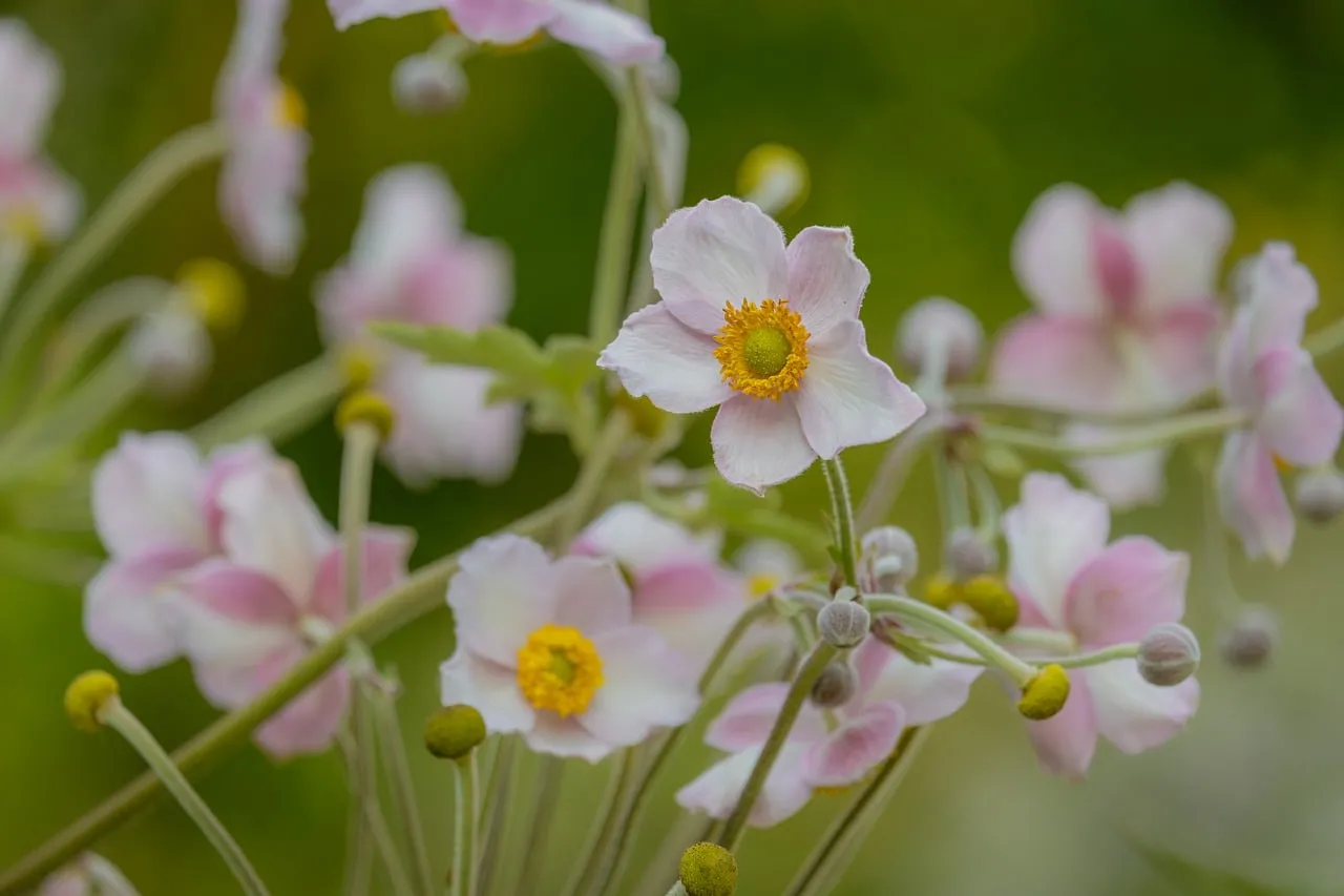 Delicate Pink Anemone Japonica: Summer's Gentle Embrace