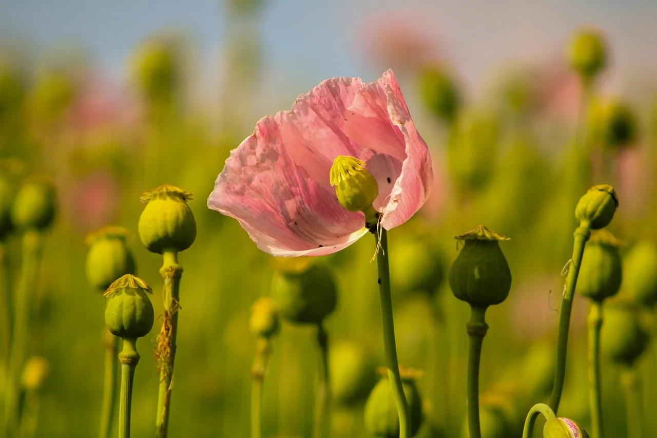 Vibrant Pink Poppy in a Dreamy Summer Field