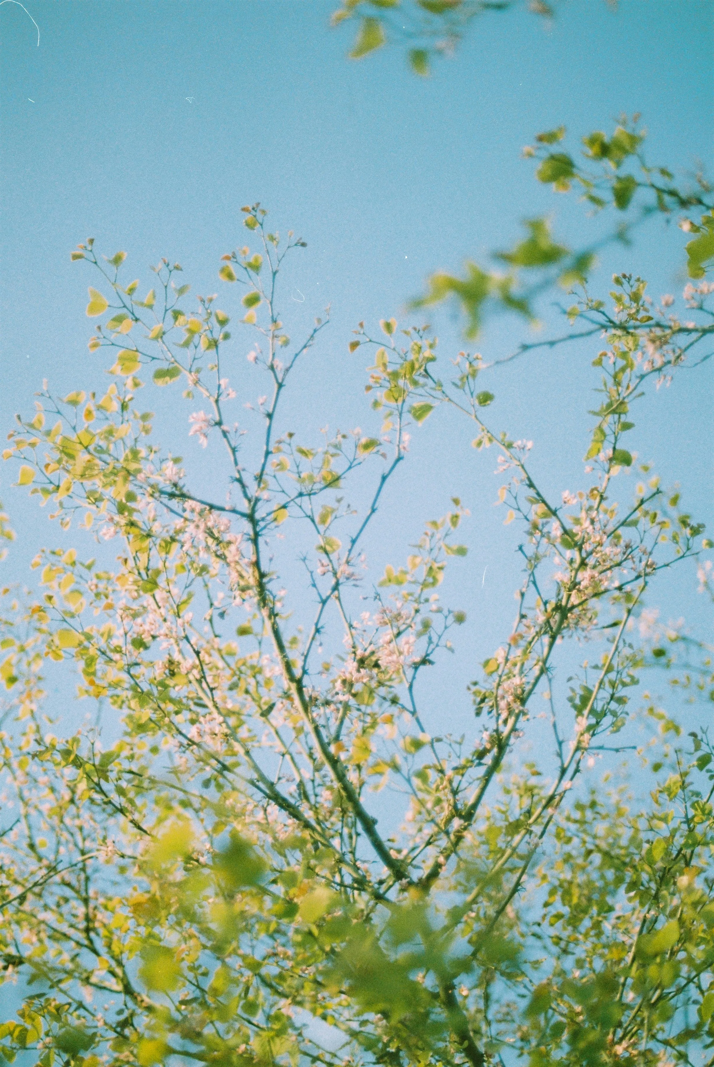 Vibrant Spring Sky: Tree Branches & Fresh Leaves on Film