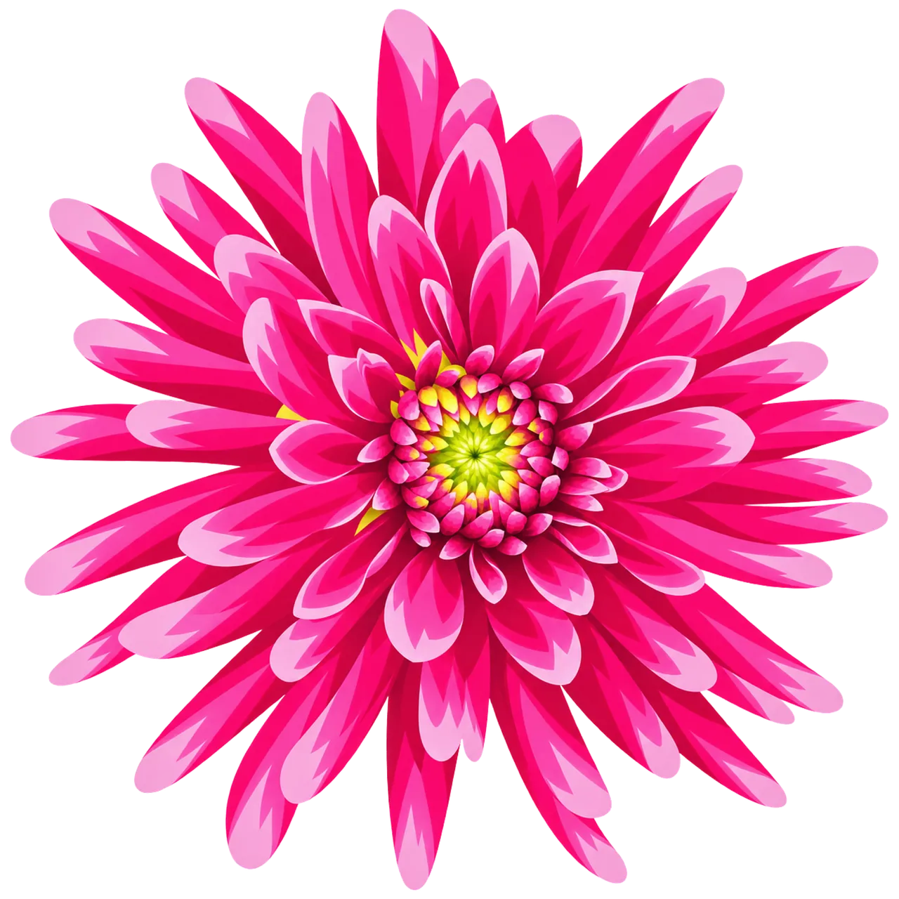 Vibrant Pink Chrysanthemum Blossom: A Symphony of Petals