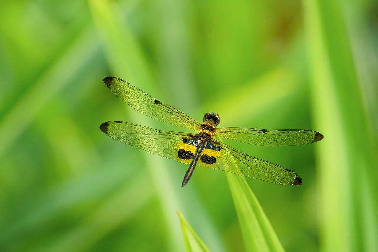 Stunning Dragonfly: Delicate Wings in Vibrant Spring Green