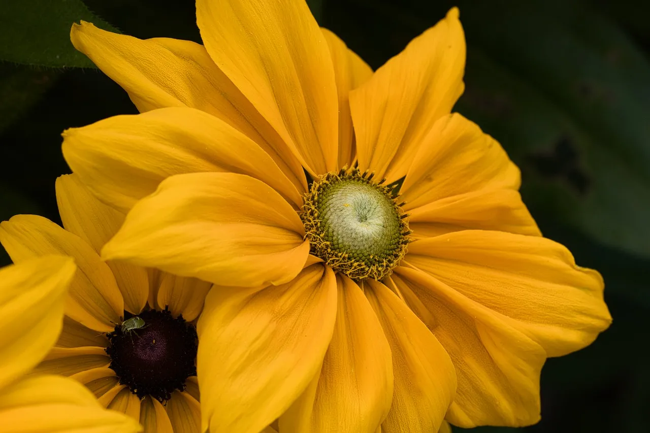Vibrant Yellow Blossom: A Macro Delight