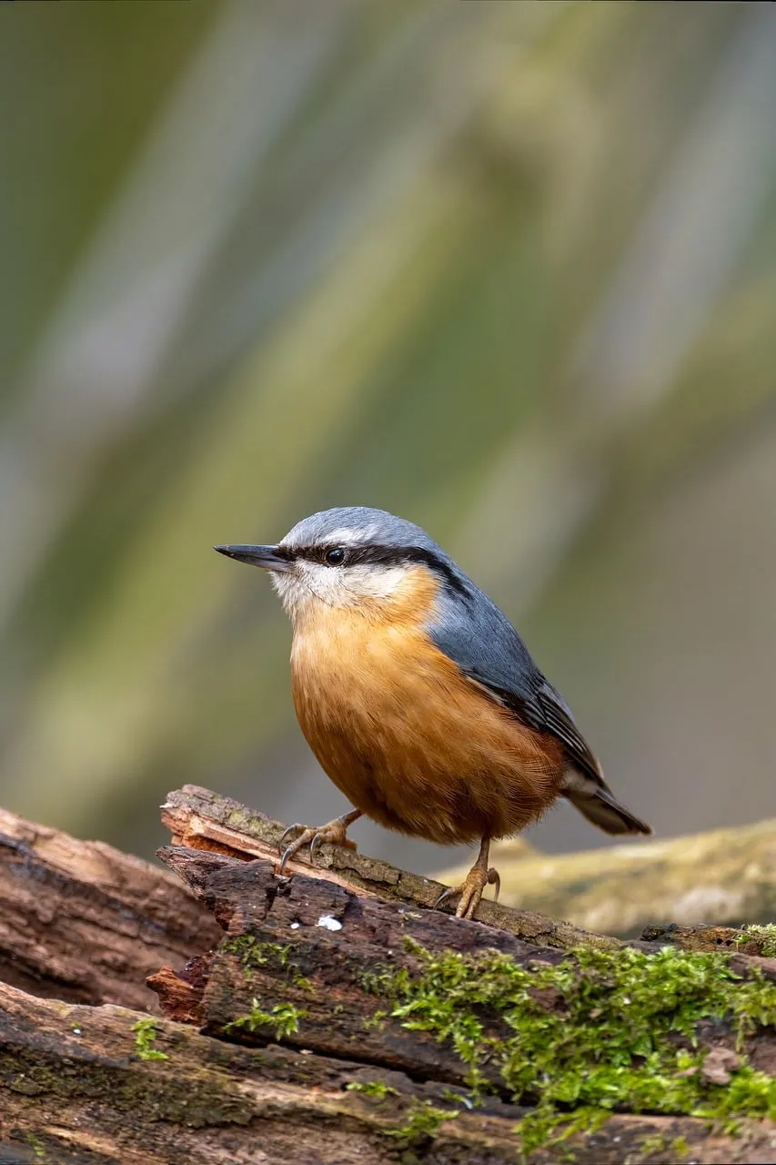 Vibrant Nuthatch Perched: A Glimpse of Wild Nature