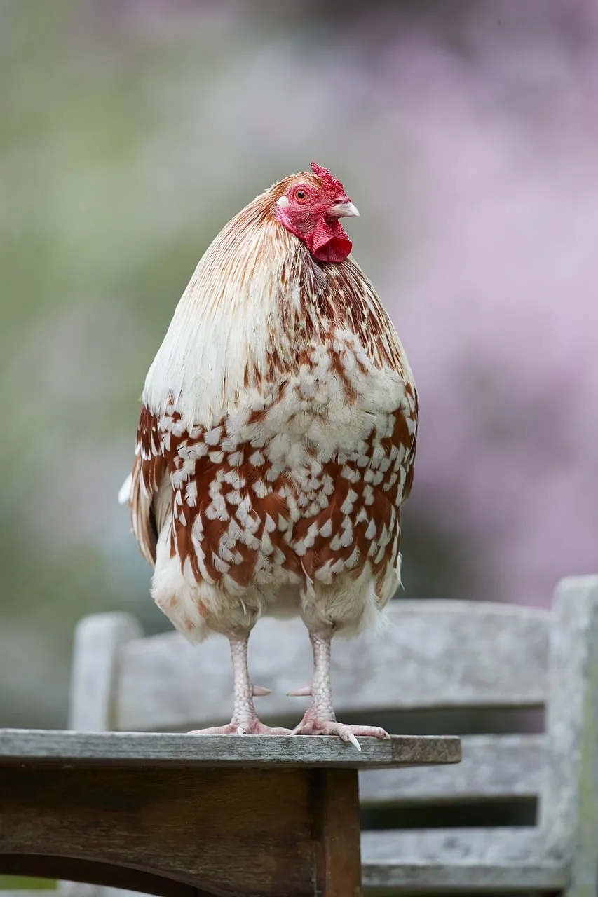 Proud Rooster Standing Tall: A Countryside Spring Scene