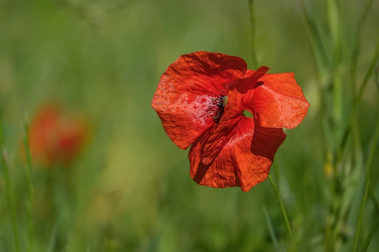 Vibrant Red Poppy in Summer Meadow