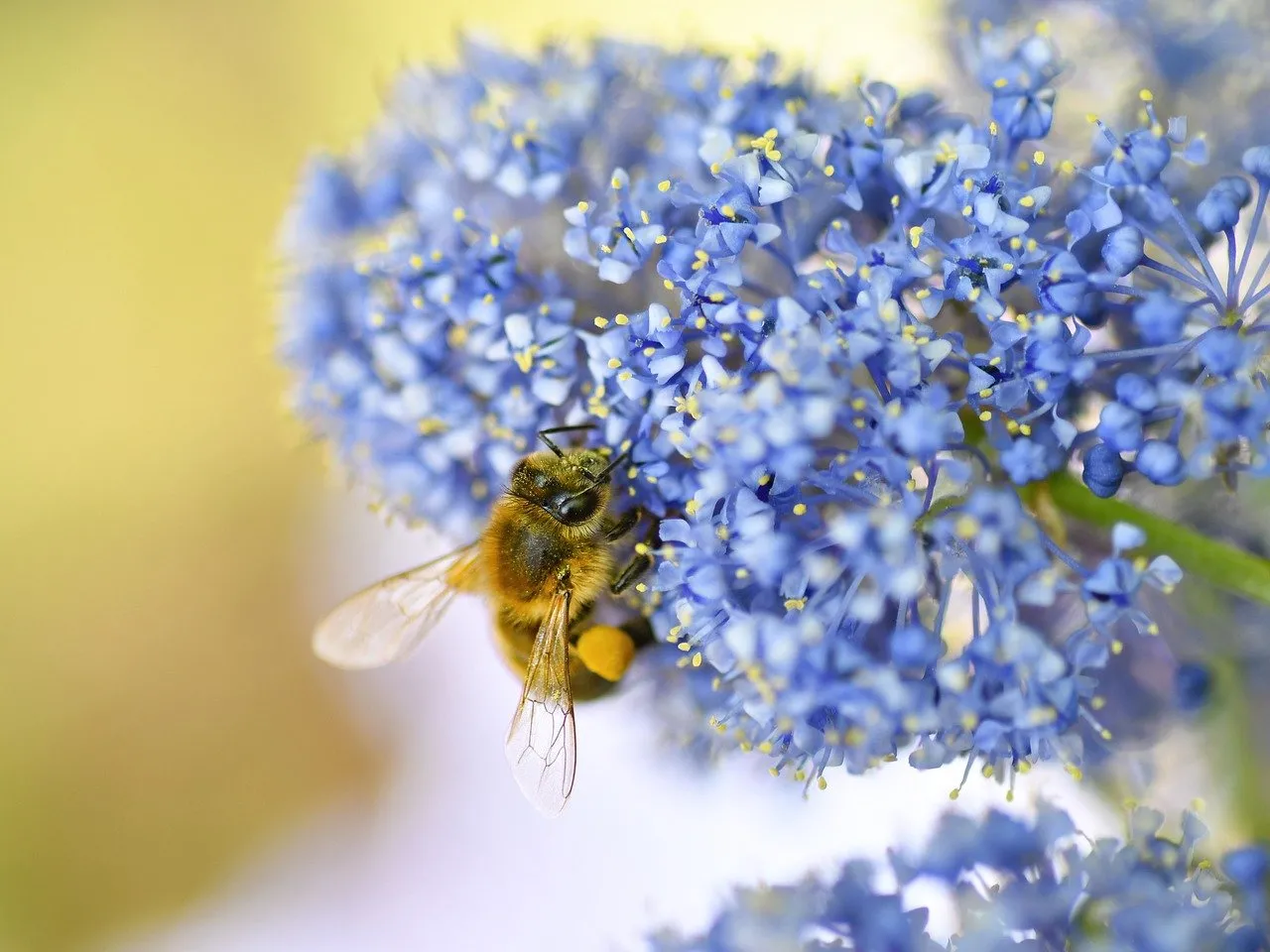 Vibrant Macro: Busy Bee Pollinating California Lilac