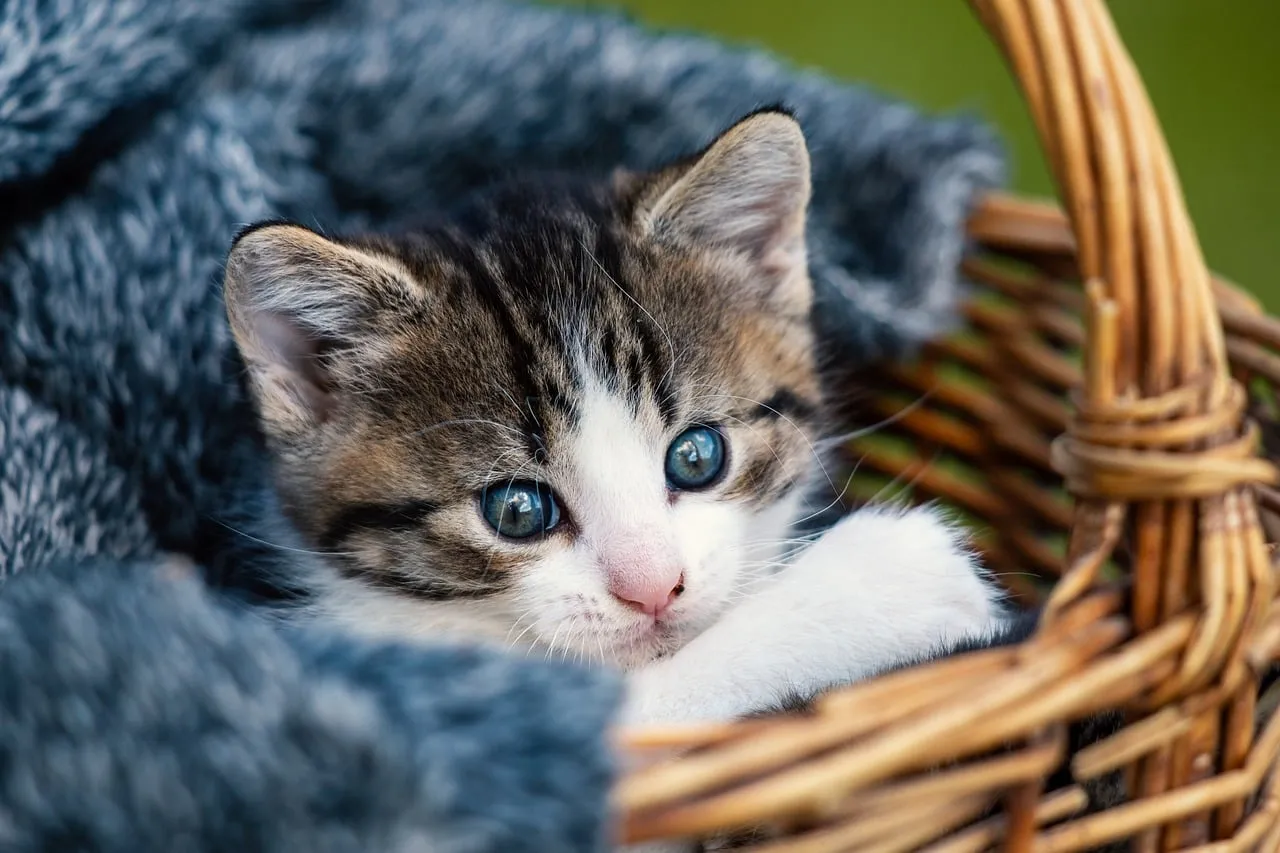 Enchanting Blue Eyes: Adorable Kitten in a Cozy Basket