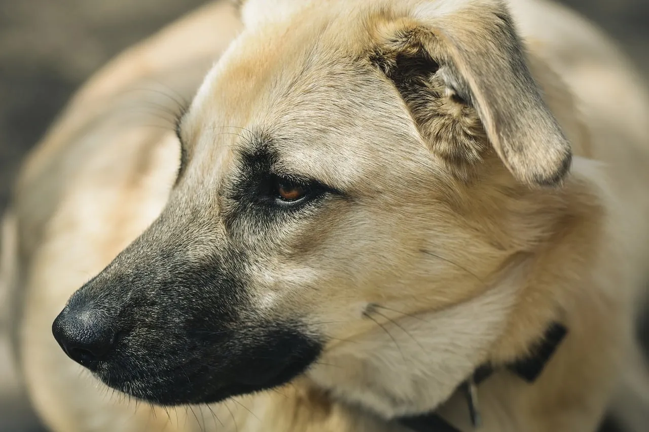 Captivating Gaze: Close-up of a Loyal German Shepherd Outdoors