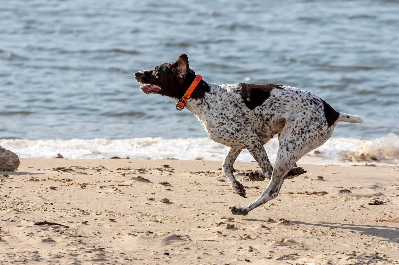 Joyful Pointer Sprinting on a Serene Summer Beach
