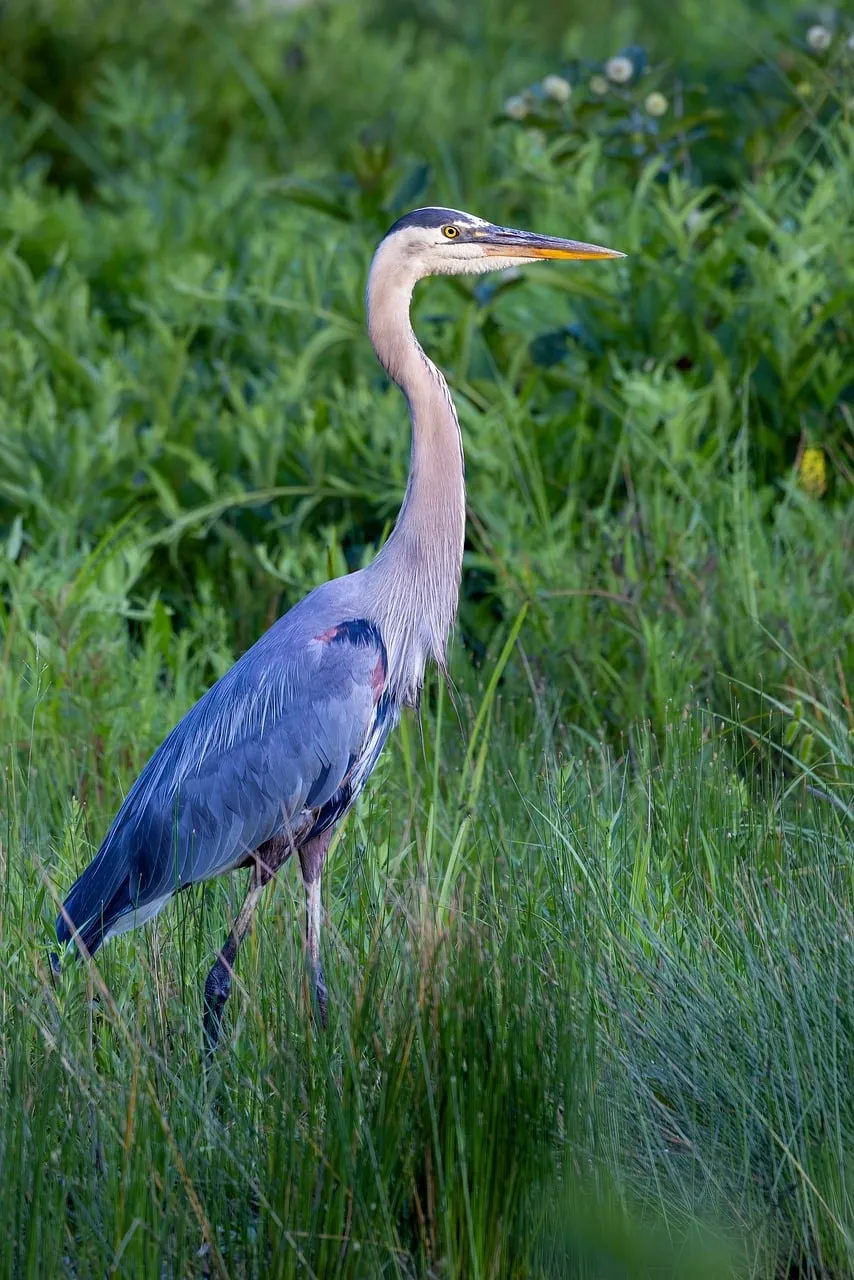 Majestic Blue Heron: A Wetland Wildlife Encounter