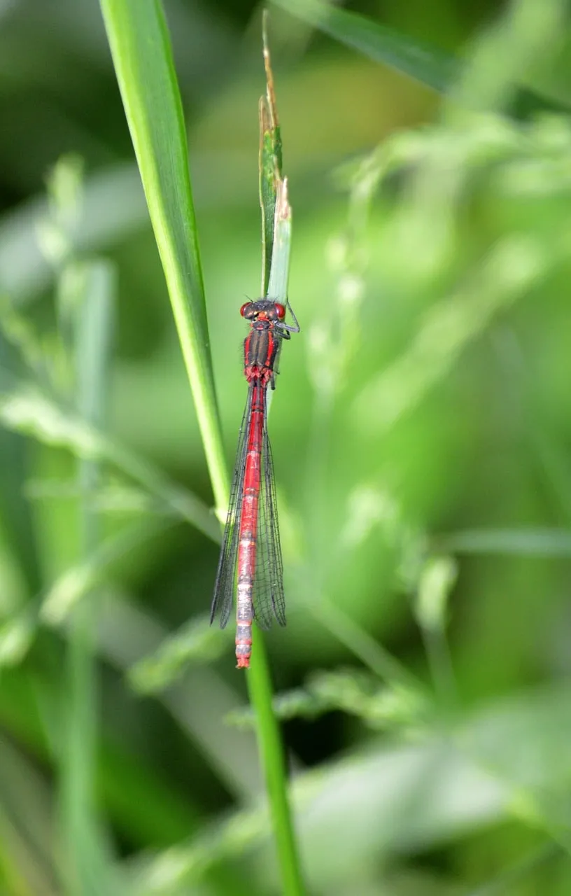 Vibrant Red Dragonfly: Macro Shot in Lush Nature