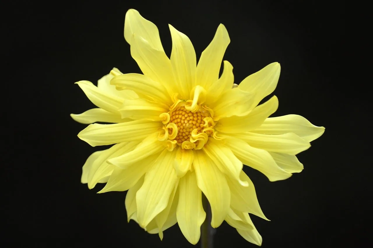 Vibrant Yellow Dahlia: A Striking Bloom on Black