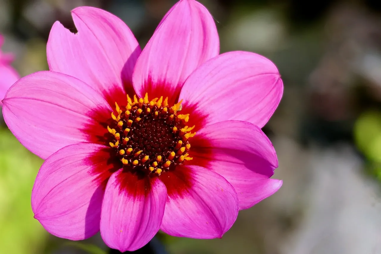 Vibrant Pink Dahlia: A Macro Vision of Summer Bloom