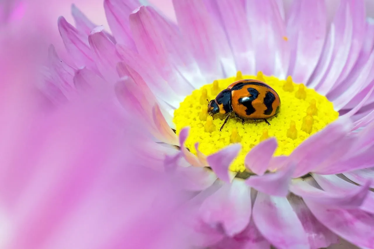 Vibrant Macro: Ladybug on Purple Daisy in Kings Park