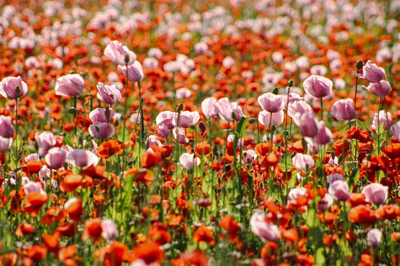 Vibrant Poppy Field: A Dazzling Summer Bloom