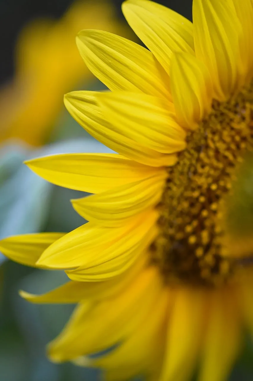 Vibrant Summer Delight: Macro Sunflower Petals