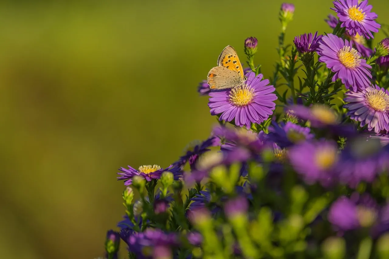 Vibrant Butterfly on Purple Aster in Summer Sunlight
