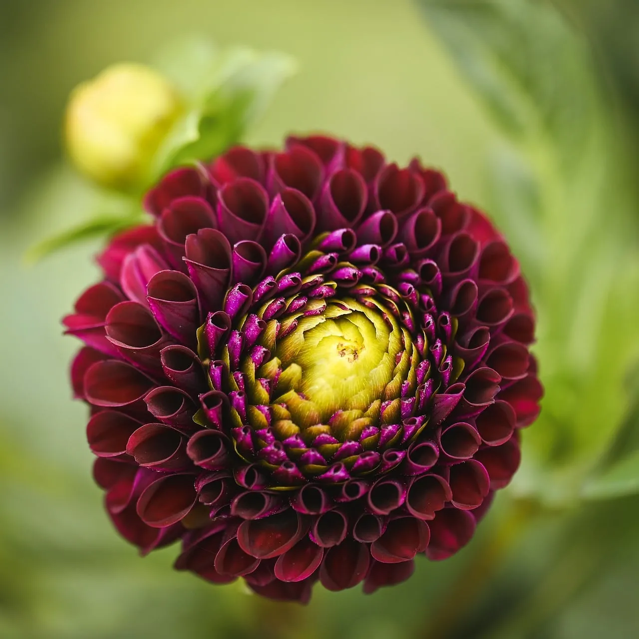 Vibrant Purple Dahlia Bloom: Nature's Intricate Masterpiece