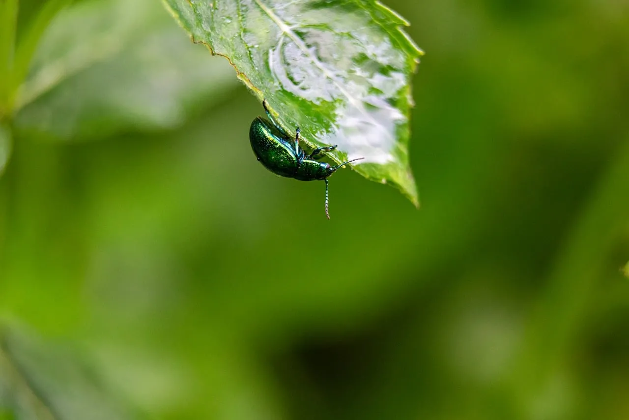 Vibrant Emerald Beetle Clinging to a Dewy Leaf