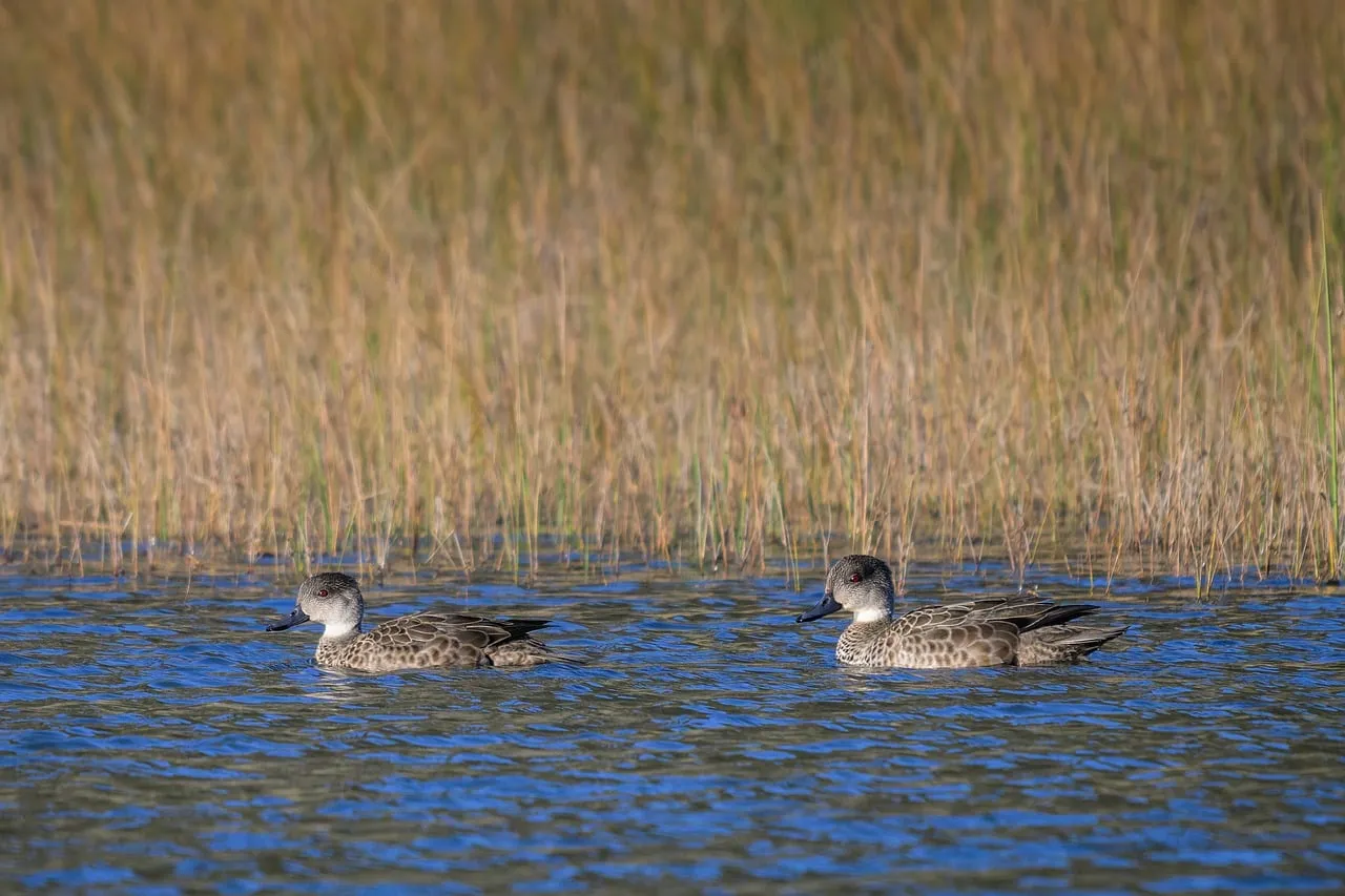Serene Wetland Duo: Grey Teals Glide Through Golden Reeds