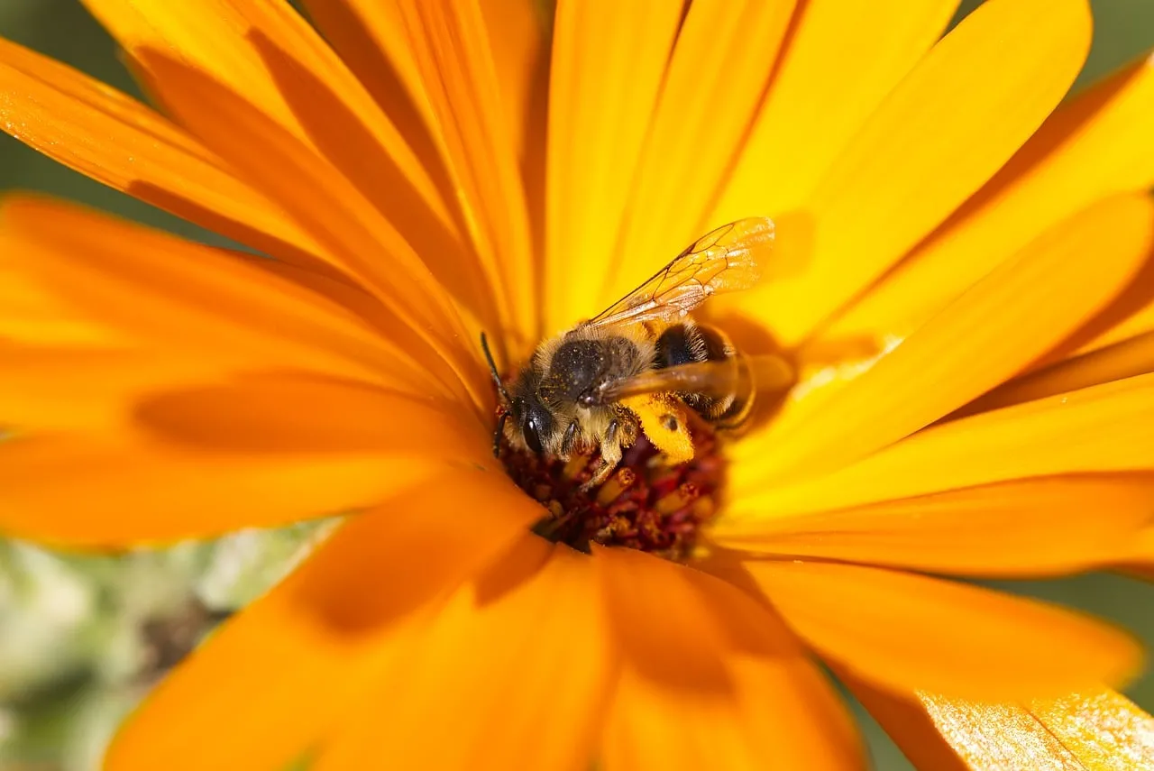Vibrant Macro: Busy Bee Pollinating Orange Marigold