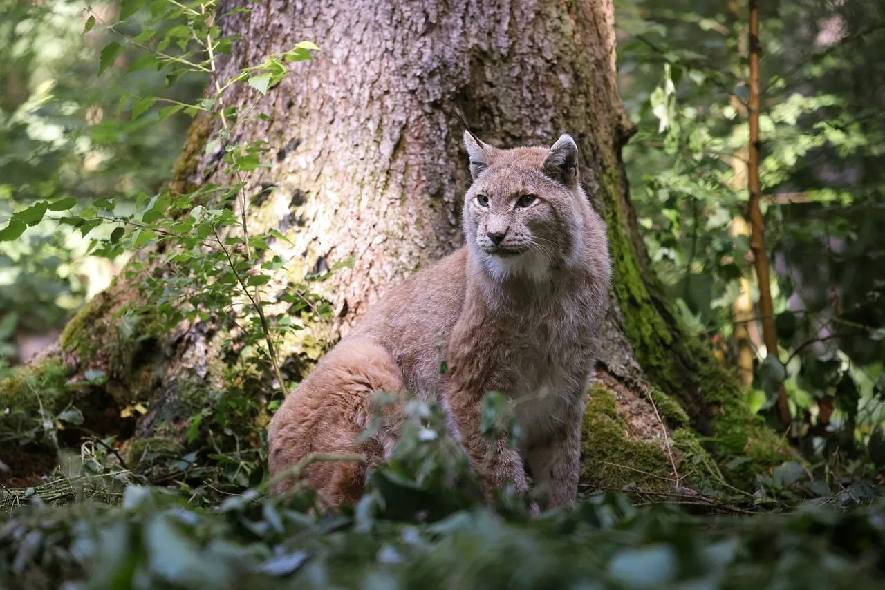 Majestic European Lynx Blending Seamlessly in Forest Daylight