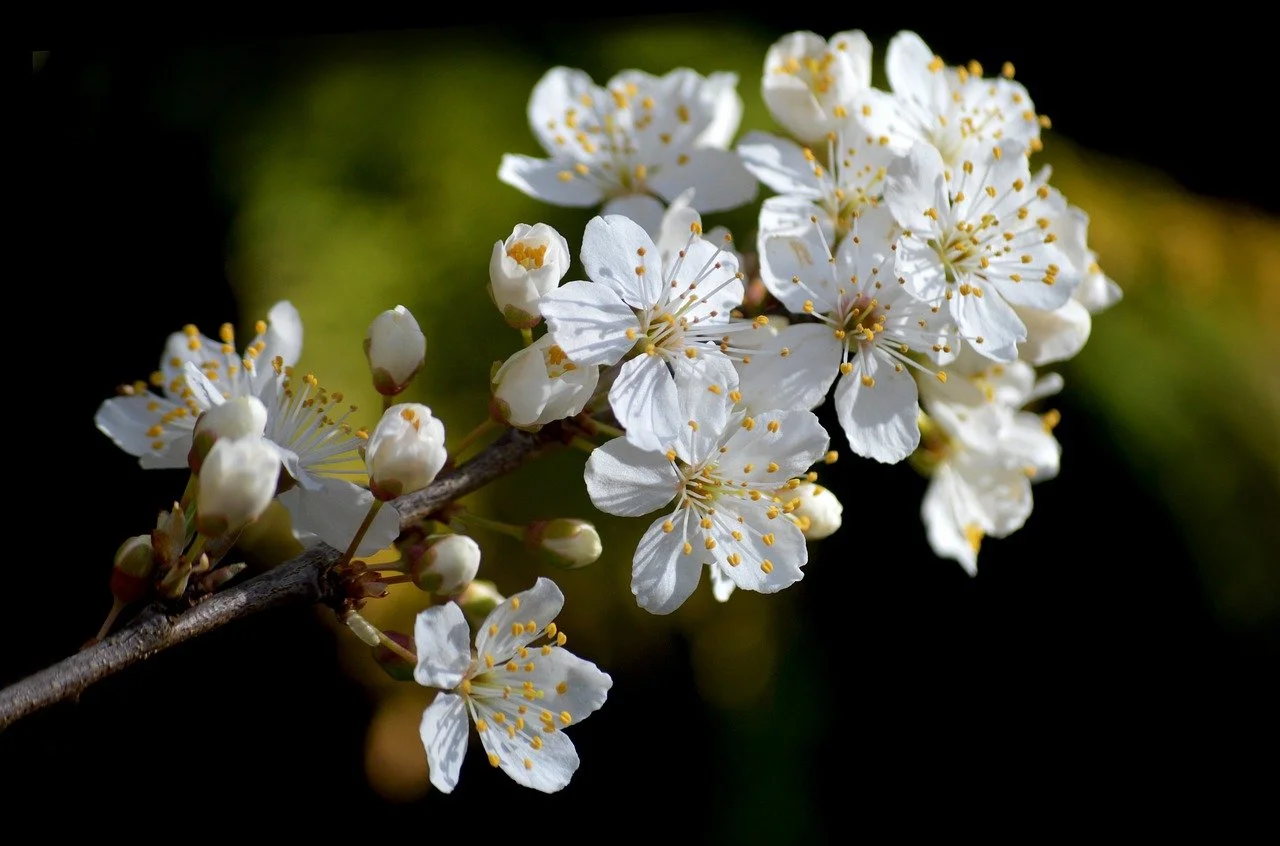 Stunning White Cherry Blossoms: Spring's Delicate Beauty
