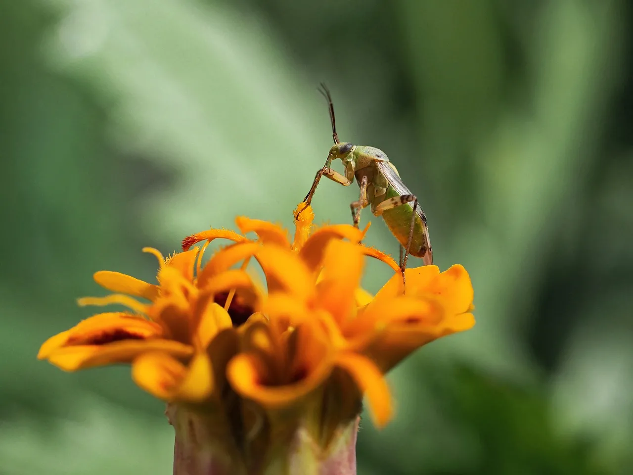 Vibrant Macro: Green Beetle on Blooming Marigold