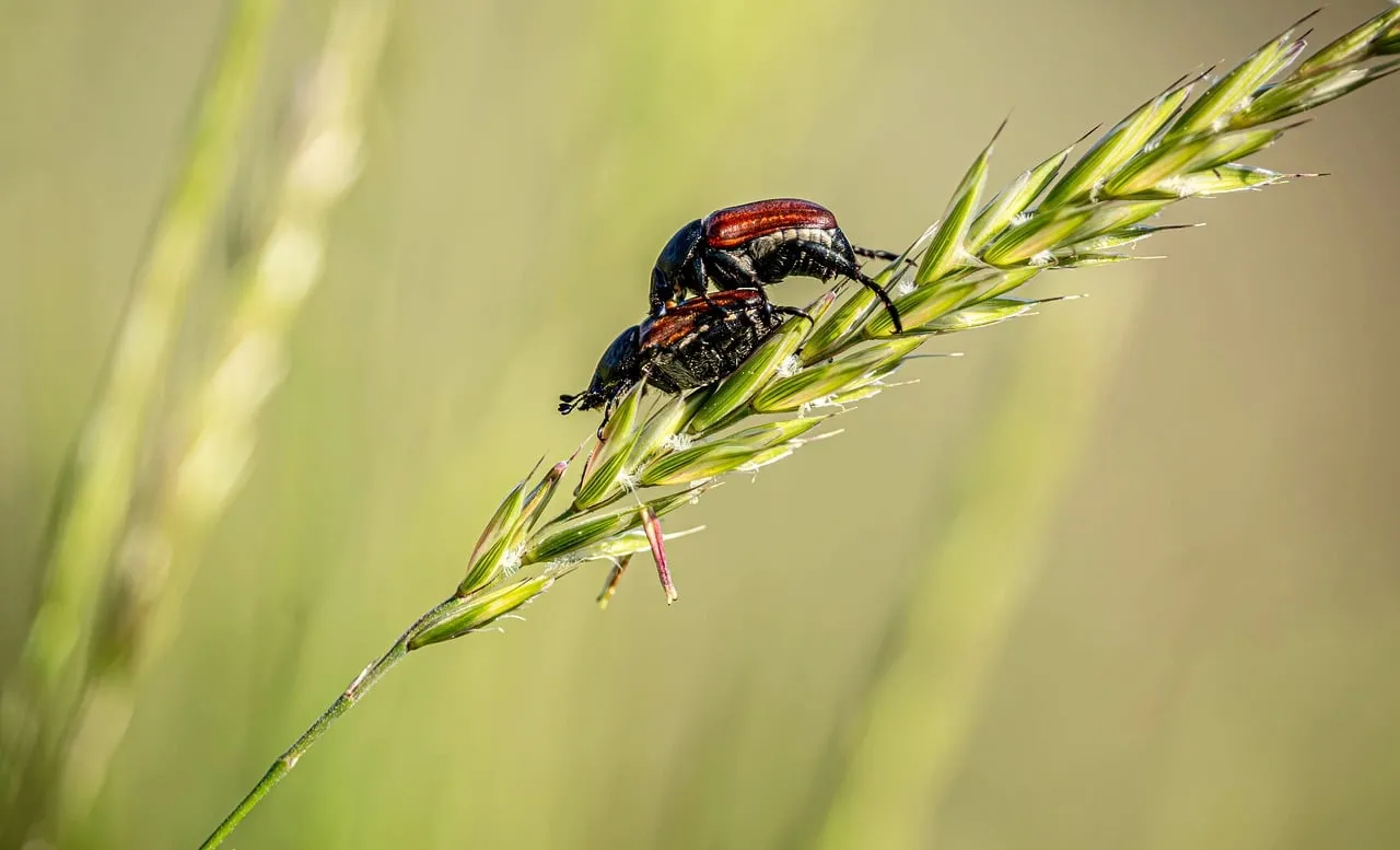 Intimate Macro: Beetles Mating on a Green Grain Stem