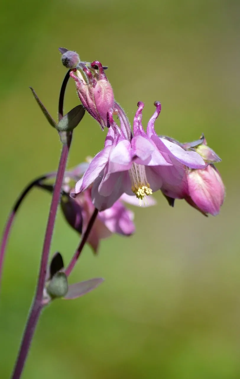 Enchanting Purple Columbine: A Macro Spring Blossom