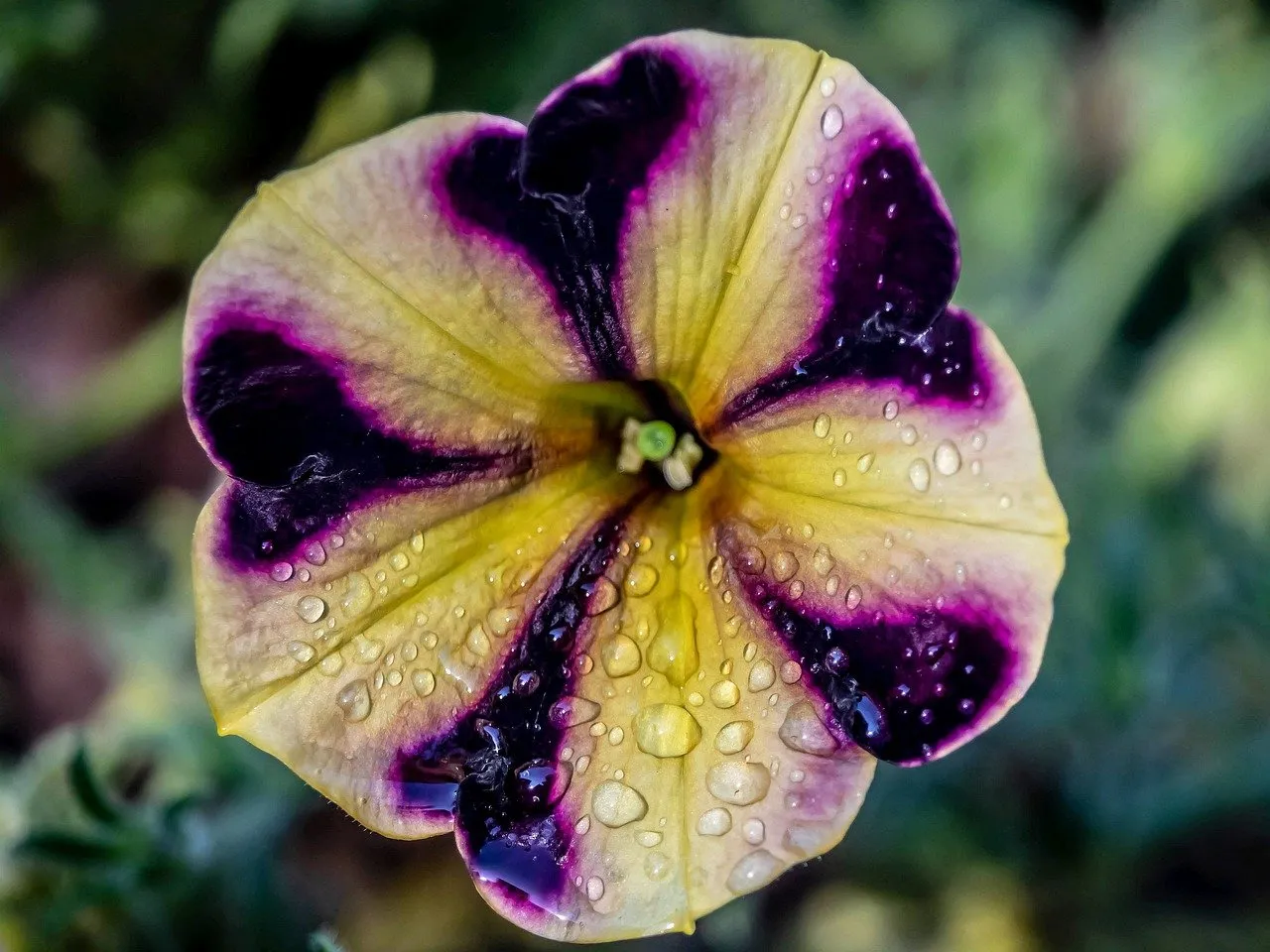 Vibrant Petunia: Dew-Kissed Purple and Yellow Bloom