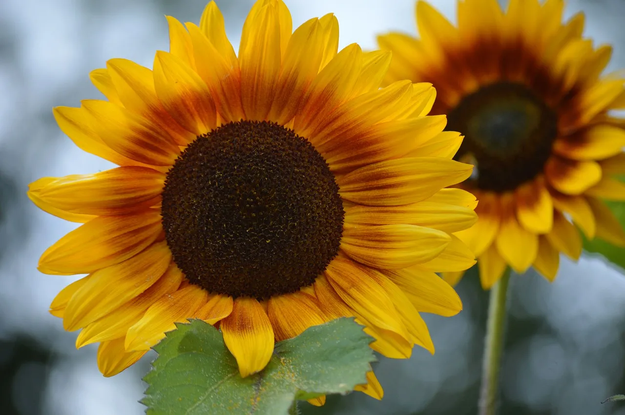 Vibrant Summer Blooms: Majestic Sunflowers in Full Glory
