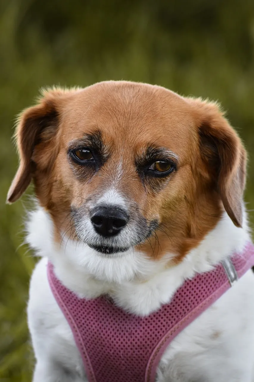 Charming Canine Portrait: Friendly Dog with Pink Harness