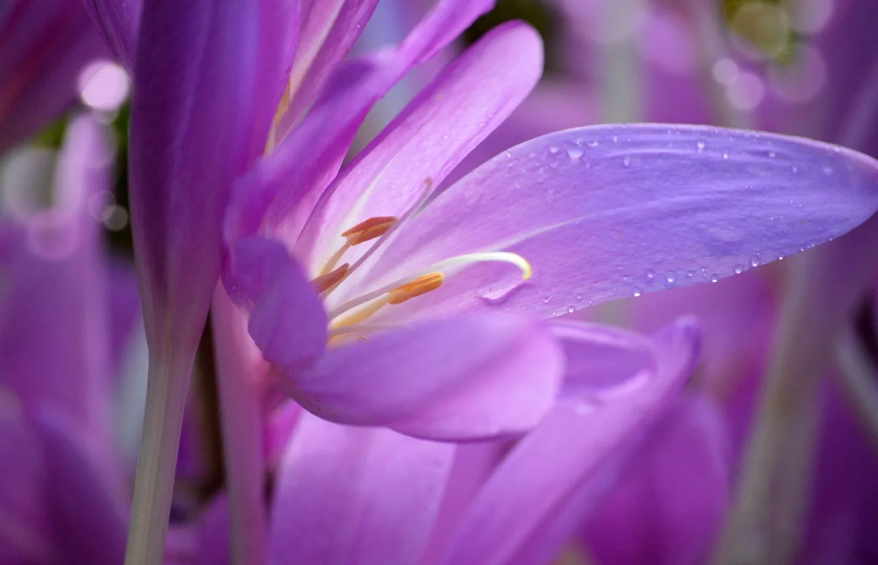 Enchanting Autumn Crocus: Dew-Kissed Purple Blooms