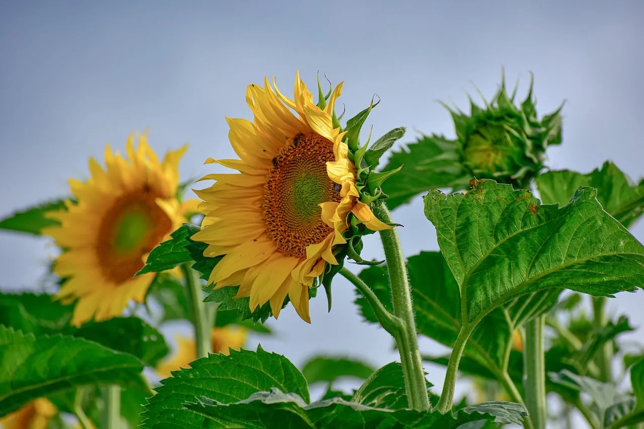 Radiant Summer Sunflowers: A Field of Golden Blooms