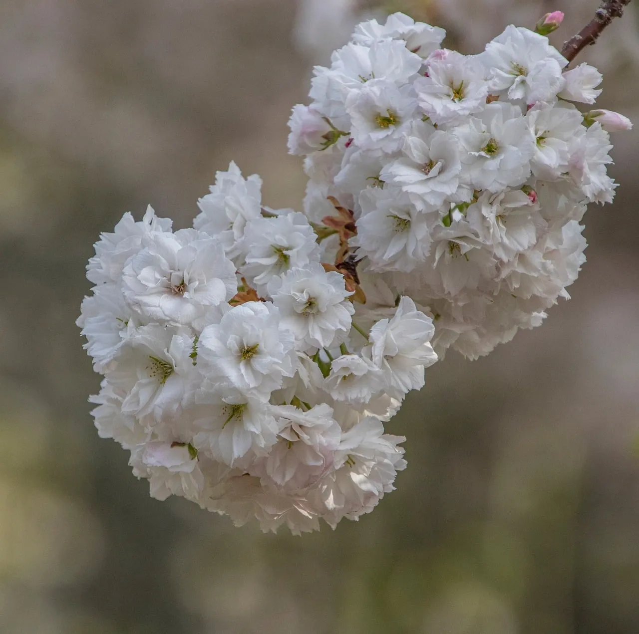 Exquisite White Cherry Blossoms: Spring's Romantic Embrace