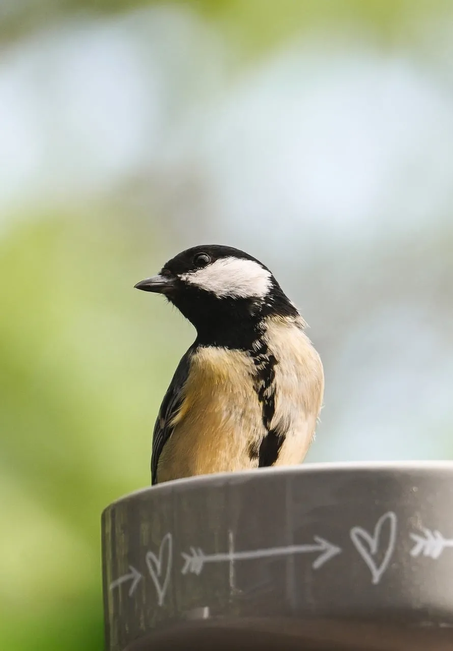 Vibrant Tit Bird Portrait: Nature's Gaze on a Sunny Day