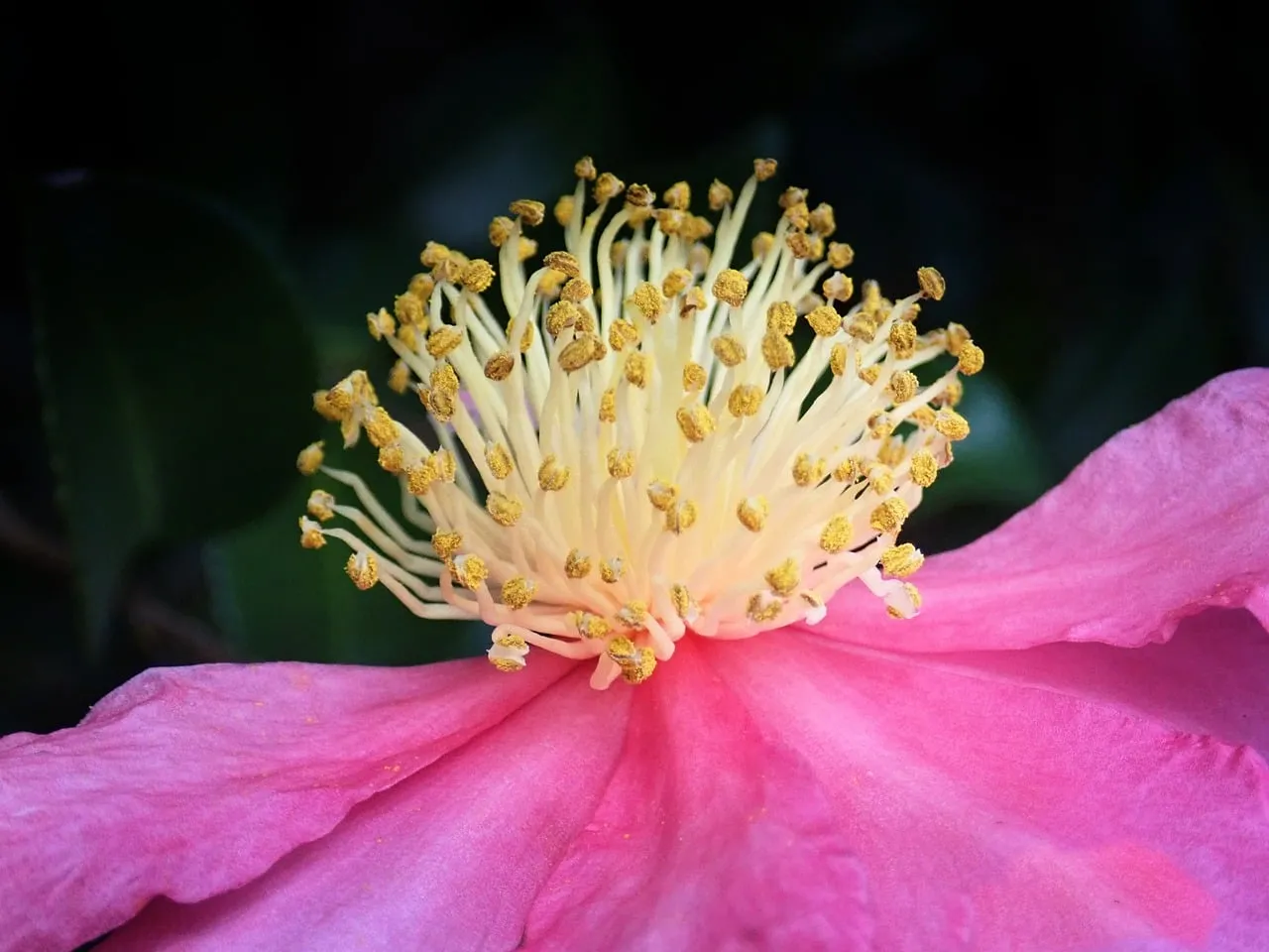 Vibrant Camellia Bloom: A Close-up of Nature's Art