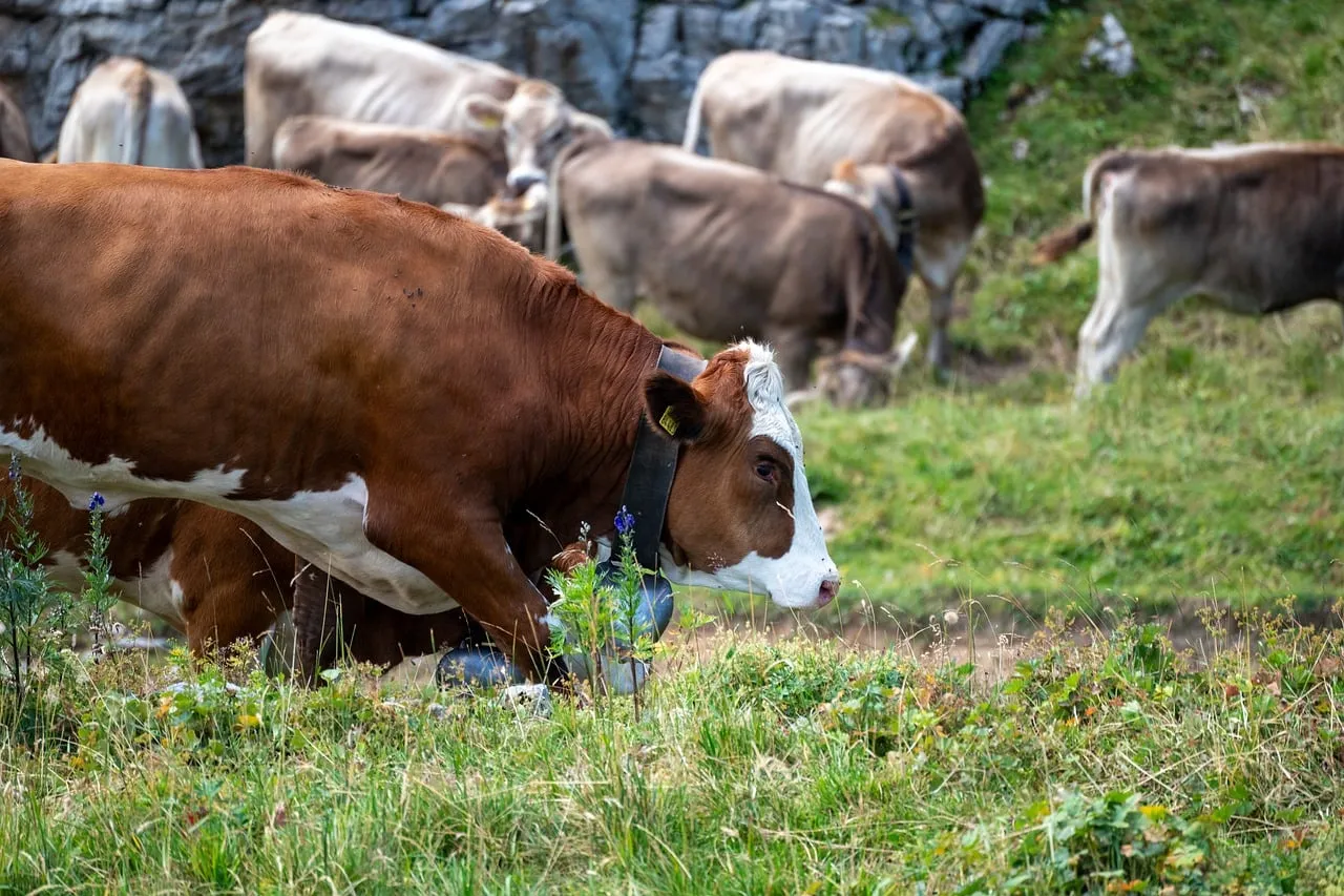Idyllic Alpine Grazing: Cows in Lush Mountain Pastures