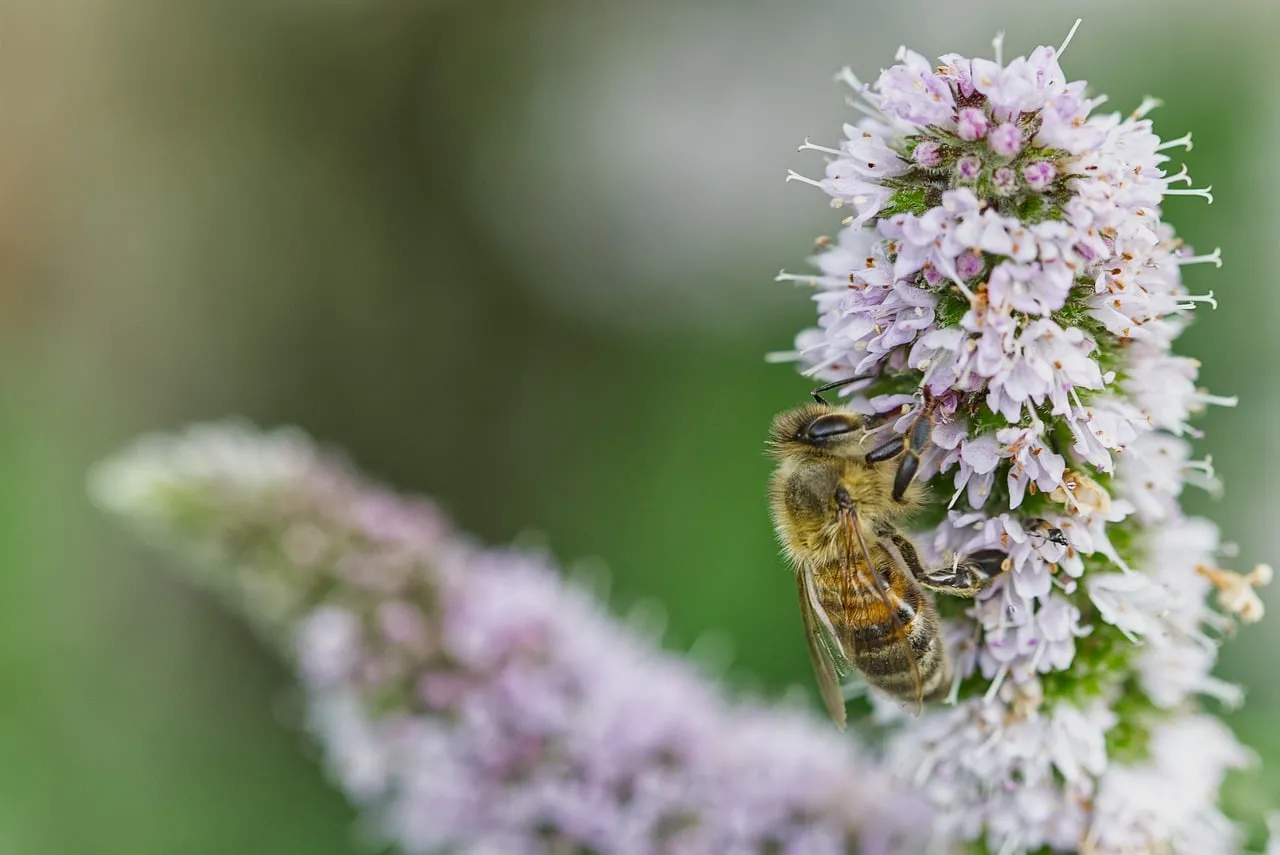 Vibrant Bee Pollinating Lavender Flower in Summer Garden